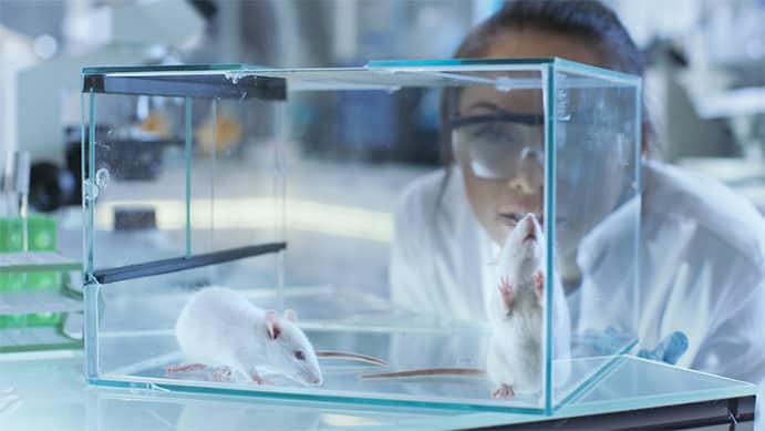 Medical Research Scientists Examines Laboratory Mice