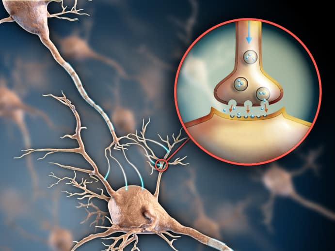 Photo of synapse, also called neuronal junction, the site of transmission of electric nerve impulses.