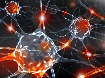 Nootropics rely on synaptic plasticity to exert their effects.