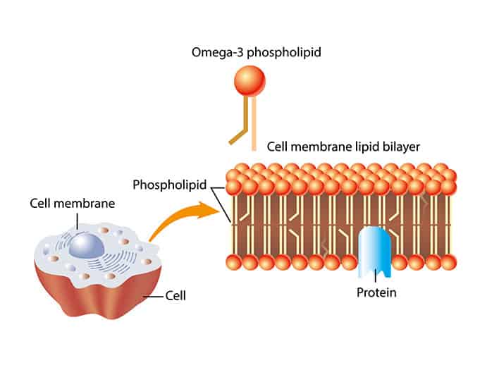 Photo of Phospholipid
