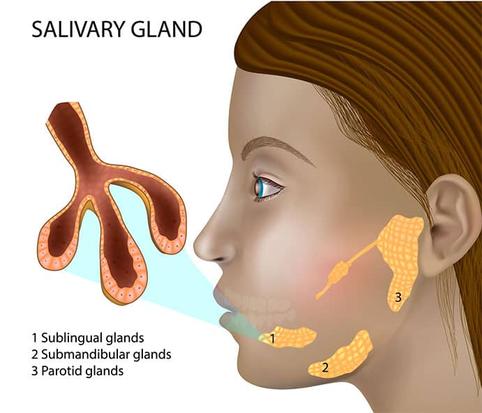 Photo of salivary gland in humans