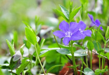 The lesser periwinkle plant yields vincamine, which in turn yields vinpocetine.